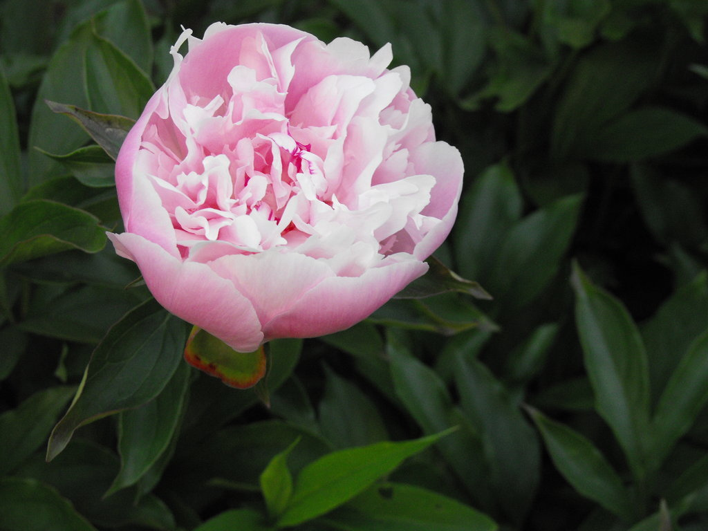 Peony