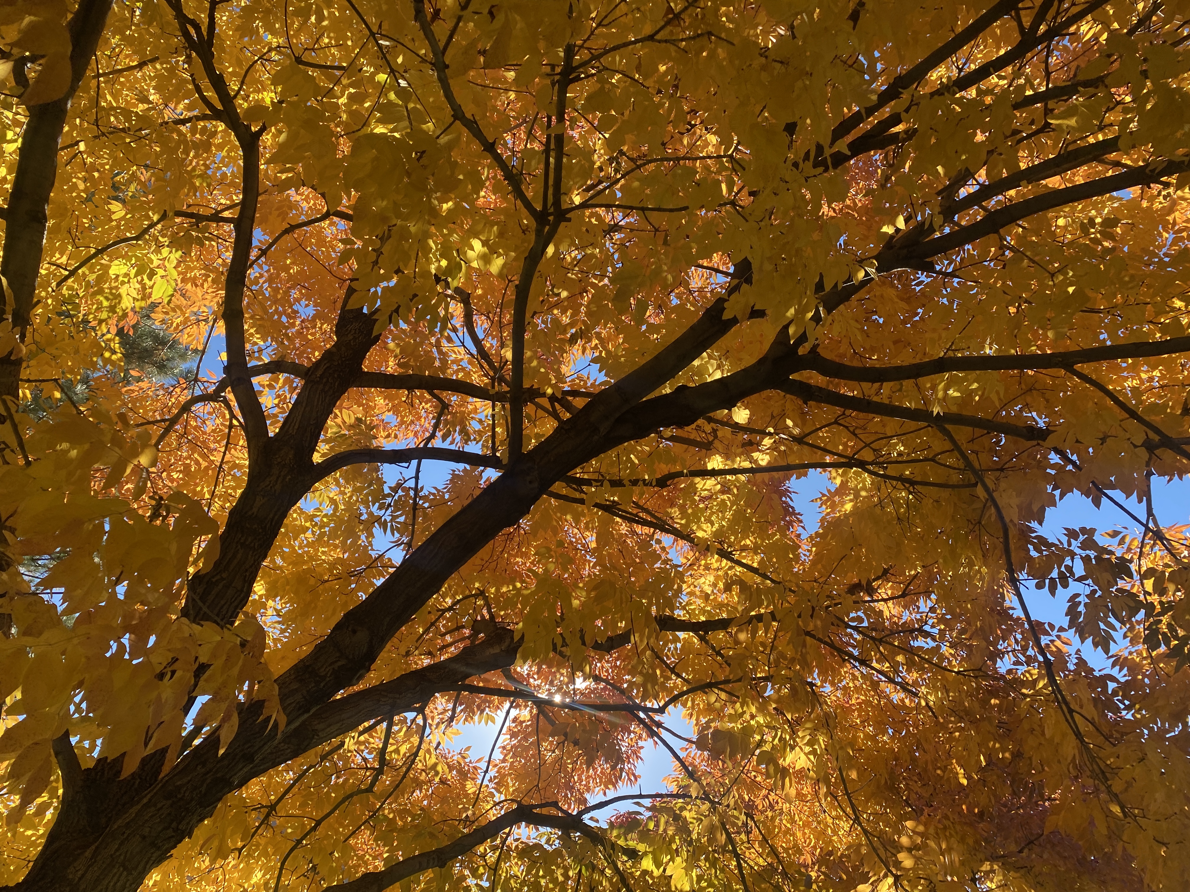 Fall